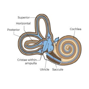 Semi Circular Canals