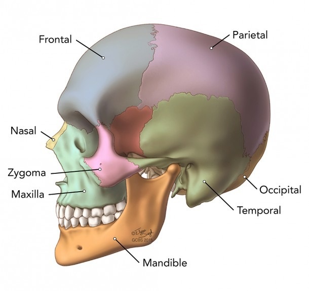 nasal release technique and skull structure